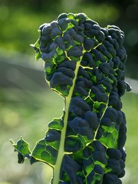 Close-up of berries growing on plant