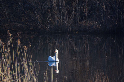 Rear view of man standing by lake in forest