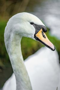 Close-up of swan