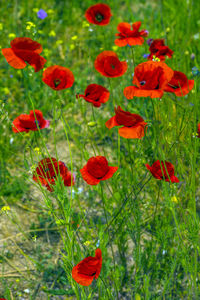 Close-up of red poppy flowers in field