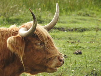 Close-up of highland cattle on field