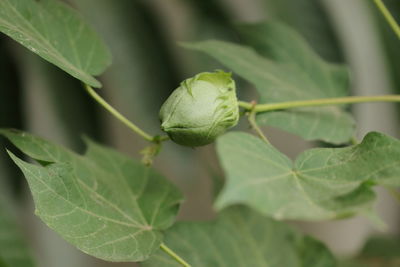 Close-up of green leaves on plant