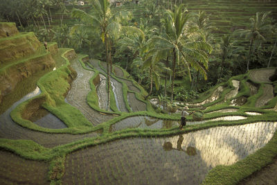 High angle view of palm tree