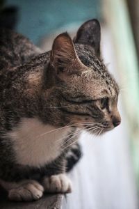 Close-up of a cat looking away