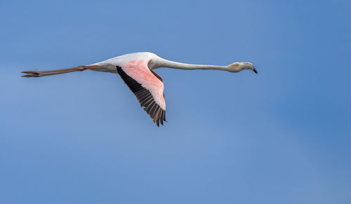 Low angle view of seagull flying in sky