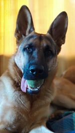 Portrait of dog relaxing at home