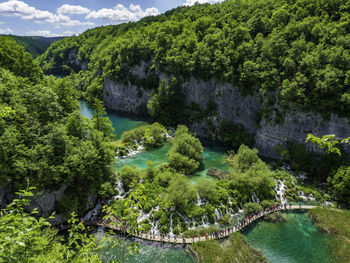 Scenic view of river in forest