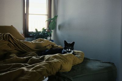 Cat relaxing on bed at home