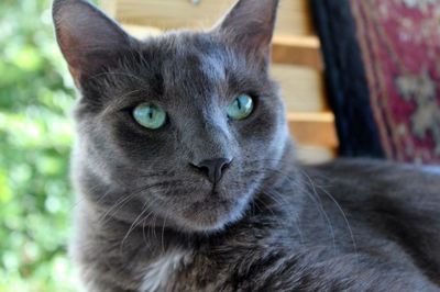 Close-up portrait of cat