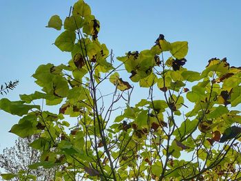 Low angle view of flowering plant against clear sky