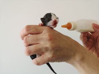 Woman's hand feeding a newborn kitten with an artificial bottle of milk.