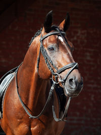 Close-up of a horse