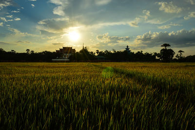 Beautiful cornfield with temple in the evening thailand. sunset and sky background.