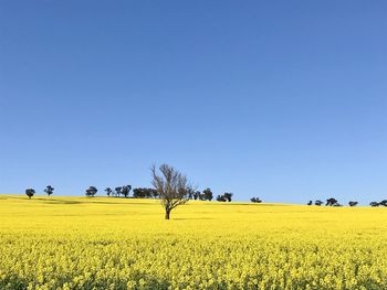 Scenic view of field against clear sky