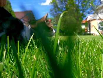 Plant growing on grassy field