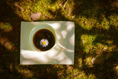 High angle view of coffee on field