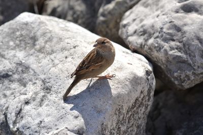 Close-up of bird perching on rock