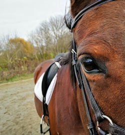 Close-up of horse cart