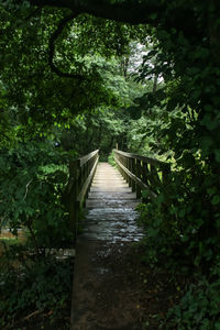 Boardwalk amidst trees on landscape