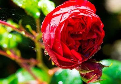 Close-up of red rose