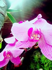 Close-up of pink flowers