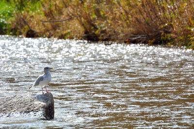 Bird perching on a lake