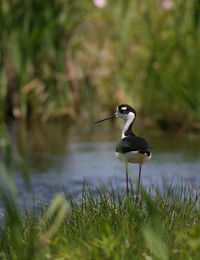 Bird on a land