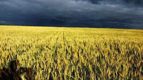 Scenic view of wheat field against sky