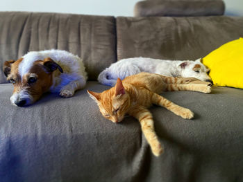 Dog sleeping on sofa at home