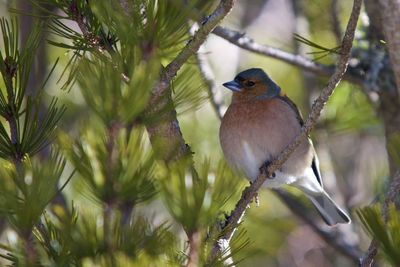 Close-up of bird perching on tree