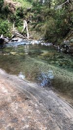 Stream flowing in forest