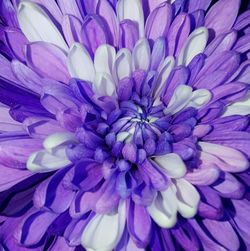 Close-up of purple flower