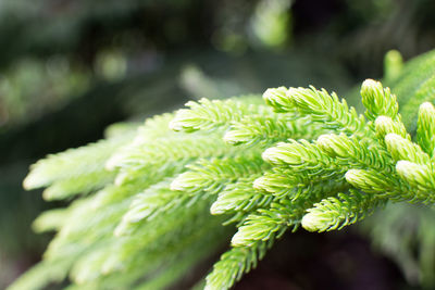 Close-up of flowering plant