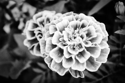 Close-up of flower blooming outdoors