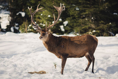 Deer standing on snow covered land