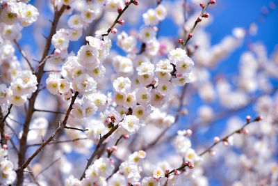 Low angle view of apple blossoms in spring