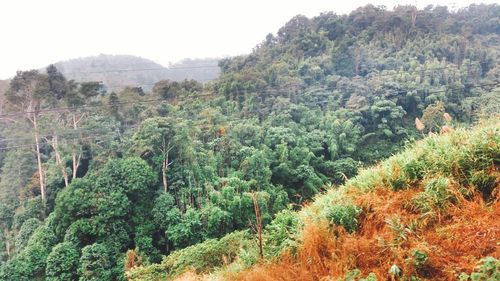 Scenic view of forest against sky