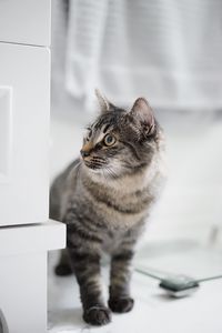 Cat sitting on table