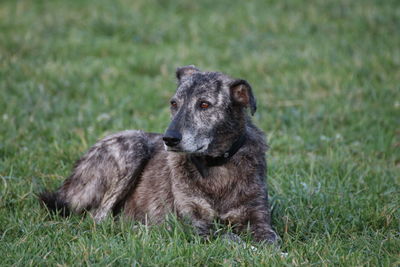 Dog sitting on grass