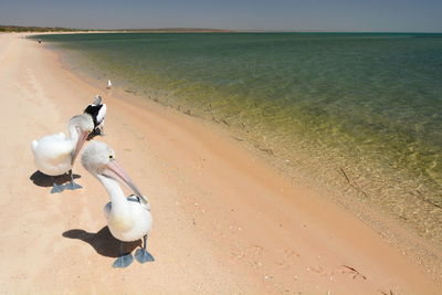 Pelicans on the shore. monkey mia. shark bay. western australia