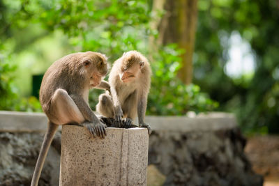 Two adult male macaque monkeys sit and inspect a pipe in ubud sacred forest, bali, indonesia