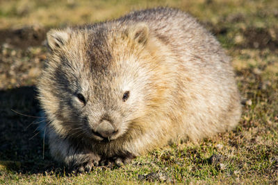 Wombat at maria island, tasmania