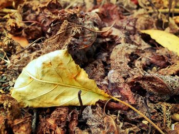 Close-up of dry leaves on ground