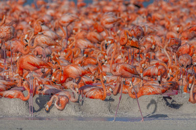 Flamingoes at beach