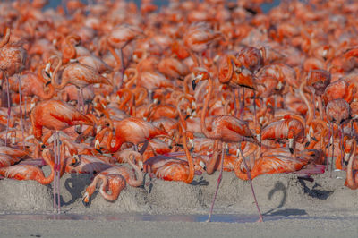 Flamingoes at beach