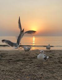 Seagulls on beach during sunset