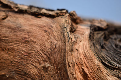 Close-up of tree trunk