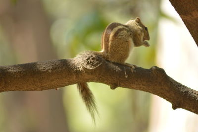 Close-up of animal playing on top tree 