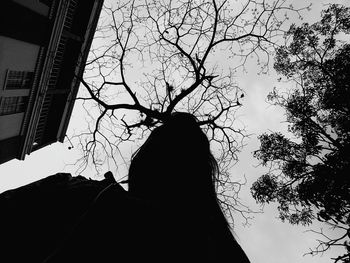 Low angle view of silhouette trees against sky