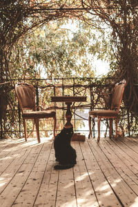 Cat sitting on wooden floor against trees